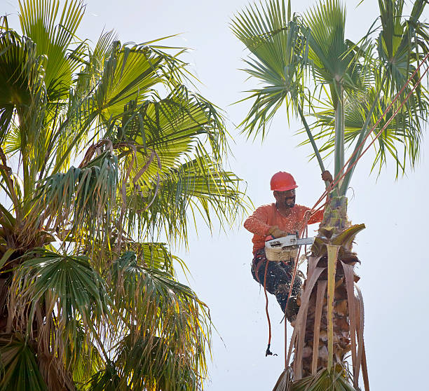 The Steps Involved in Our Tree Care Process in Lesslie, SC